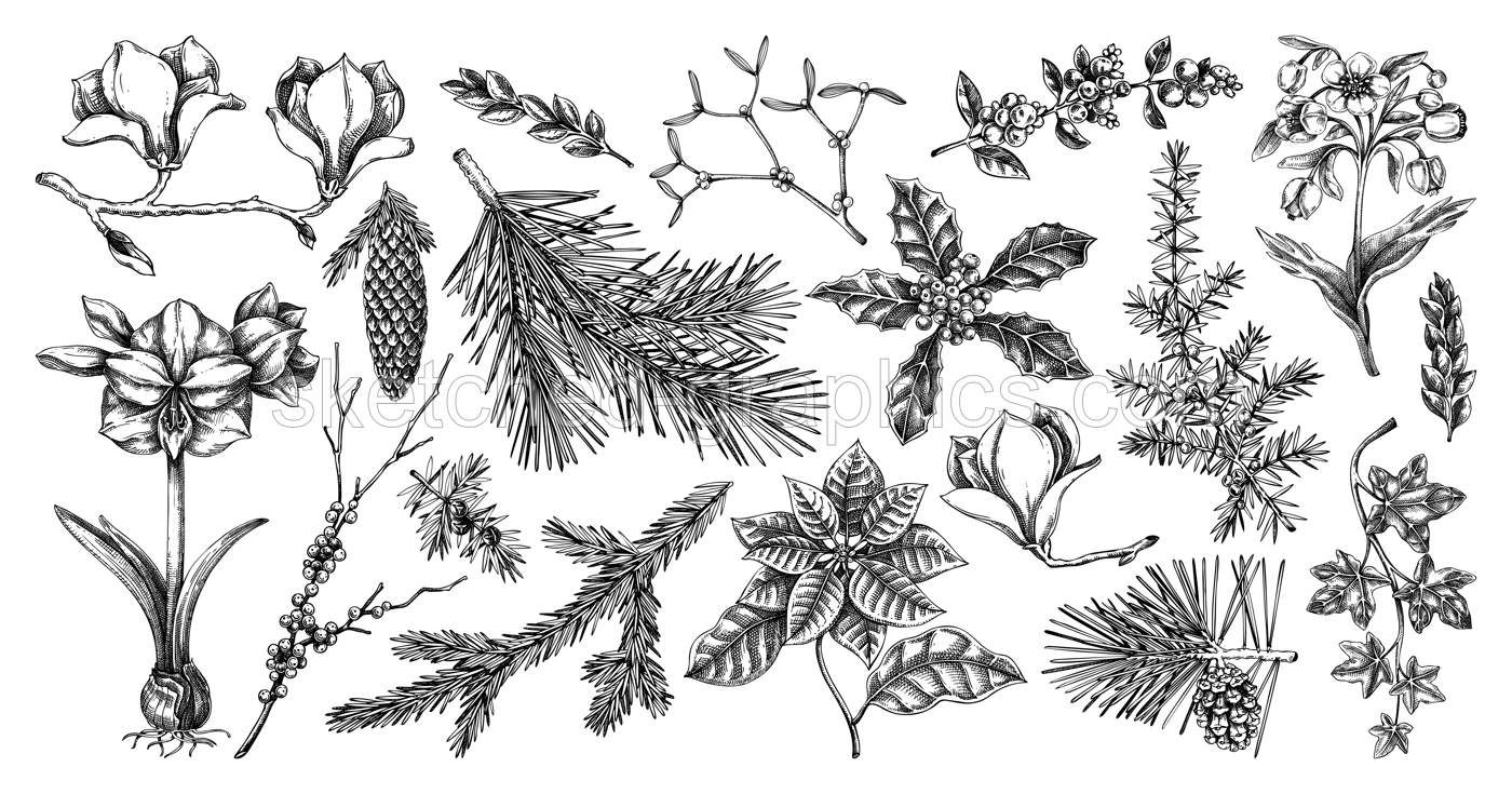 Winter flower, conifer trees, evergreen plants sketches. Vintage Christmas design elements. Hand drawn vector illustration. NOT AI generated Illustration